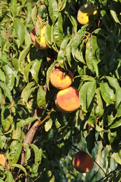 Sun warmed Peaches